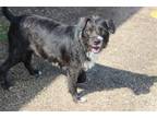Adopt Rosie a Black - with White Terrier (Unknown Type, Medium) / Mixed dog in