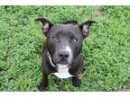 Adopt Muffler a Pit Bull Terrier / Mixed dog in Hillsdale, IN (35958093)