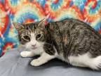 Adopt Freedom a Brown Tabby Domestic Shorthair / Mixed (short coat) cat in