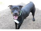 Adopt Bonnie a Black - with White Pit Bull Terrier / Shepherd (Unknown Type) /