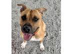 Adopt Rex a Red/Golden/Orange/Chestnut - with White American Pit Bull Terrier /