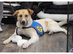 Adopt Kaiya a Mixed Breed