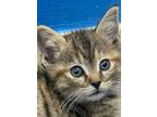 Adopt Grace a Tiger Striped Domestic Shorthair (short coat) cat in Huntley