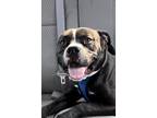 Adopt Meri a Black - with White American Staffordshire Terrier / Pit Bull