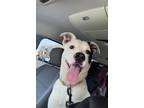 Adopt Patches a Black - with White Pit Bull Terrier / Mixed dog in Indianapolis