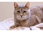 Adopt Stardust a Gray or Blue Domestic Shorthair / Domestic Shorthair / Mixed