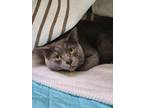 Adopt Magellan a Gray or Blue Domestic Shorthair / Domestic Shorthair / Mixed