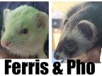Adopt Ferris & Pho a Albino or Red-Eyed White Ferret small animal in Phoenix