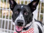 Adopt Amy a Black - with White Mixed Breed (Medium) / Mixed dog in Richmond