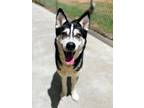 Adopt Guardian a Black Husky / Mixed dog in Reidsville, NC (38125737)
