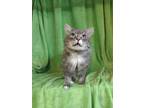 Adopt King Julien a Gray or Blue Domestic Longhair / Domestic Shorthair / Mixed