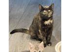 Adopt Maggie a All Black Domestic Shorthair / Mixed cat in Carmel, IN (38198750)