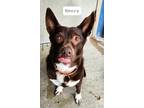 Adopt Henry a Brown/Chocolate - with White Australian Cattle Dog / Blue Heeler /