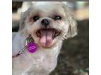 Adopt Clyde a White - with Tan, Yellow or Fawn Shih Tzu / Mixed dog in Phoenix