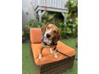 Adopt Cheech a Beagle / Mixed dog in Charleston, SC (38305907)