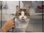 Adopt Freddy a Gray or Blue Domestic Mediumhair / Domestic Shorthair / Mixed cat