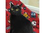 Adopt Emma a All Black Domestic Shorthair / Mixed cat in Waynesboro