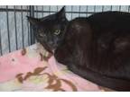 Adopt Trio a Black & White or Tuxedo Domestic Shorthair (short coat) cat in