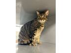 Adopt Rocket a Domestic Shorthair (short coat) cat in Calimesa, CA (38115069)