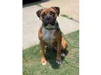Adopt Valato - IN FOSTER- ADOPTED a Tan/Yellow/Fawn Mixed Breed (Medium) / Mixed