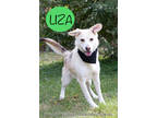 Adopt Liza a White Husky / Mixed dog in Cedar Rapids, IA (36323970)