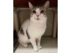 Adopt Pandy a White Domestic Shorthair / Mixed (short coat) cat in Marion