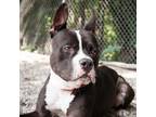 Adopt Skateboard a Black Mixed Breed (Large) / Boxer / Mixed dog in West Olive