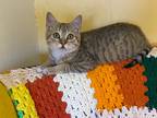 Adopt Miso a Domestic Shorthair / Mixed (short coat) cat in Napa, CA (35676960)