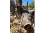 Adopt Paco a Pig (Farm) farm-type animal in Napa, CA (35676963)