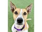 Adopt Mila a Tan/Yellow/Fawn - with White Terrier (Unknown Type