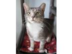 Adopt Trinity a Domestic Shorthair / Mixed (short coat) cat in Hampton
