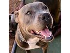 Adopt TILLY a Pit Bull Terrier, American Staffordshire Terrier