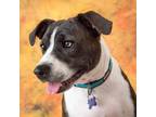 Adopt Tank a Brindle Terrier (Unknown Type, Small) / Mixed dog in Allen