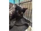 Adopt Kovu a Domestic Shorthair / Mixed (short coat) cat in Crocker