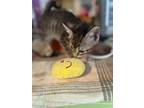 Adopt Crumble a Domestic Shorthair / Mixed (short coat) cat in Crocker
