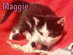 Adopt Maggie a Domestic Shorthair / Mixed (short coat) cat in Crocker