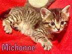 Adopt Michonne a Domestic Shorthair / Mixed (short coat) cat in Crocker