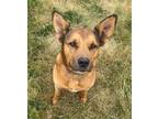 Adopt Tossu a Tan/Yellow/Fawn German Shepherd Dog / Mixed dog in Baraboo
