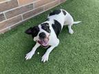 Adopt FLOPPSY a English Pointer, Mixed Breed
