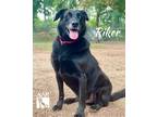 Adopt Riker a Labrador Retriever / Mixed dog in Magnolia, TX (38113568)