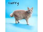 Adopt Curry a Domestic Shorthair / Mixed (short coat) cat in Nashville