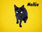 Adopt Nellie a Domestic Shorthair / Mixed (short coat) cat in Nashville