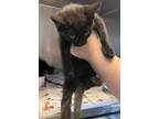 Adopt Jace a All Black Domestic Shorthair / Mixed (short coat) cat in Acworth