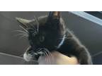 Adopt Jackson a Domestic Shorthair / Mixed (short coat) cat in Acworth