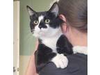 Adopt Clever a Domestic Shorthair / Mixed (short coat) cat in Acworth