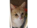 Adopt Butters a Domestic Shorthair / Mixed (short coat) cat in Acworth