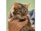 Adopt Dilly a Domestic Mediumhair / Mixed (long coat) cat in Acworth