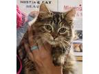Adopt Dolly a Domestic Mediumhair / Mixed (long coat) cat in Acworth