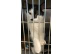 Adopt Maverick a Domestic Shorthair / Mixed (short coat) cat in Acworth
