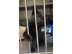 Adopt Claire a All Black Domestic Shorthair (short coat) cat in Acworth